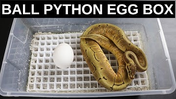 Ball Python Egg Box Setup - Benjamin