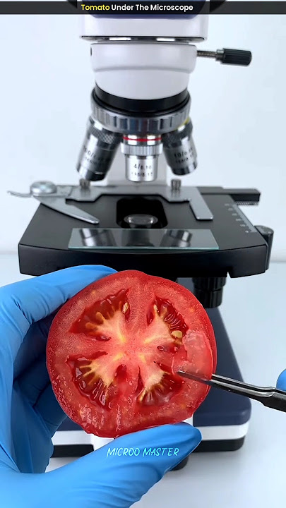 Tomato Under The Microscope 😱||#shorts #viral #youtubeshorts #microscope