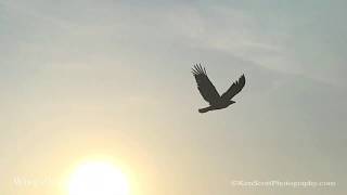 Bald Eagle Release x 2 by KenScottPhotography 2,742 views 4 years ago 2 minutes, 11 seconds