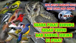 suara pikat burung kecil ribut anti zonk ampuh untuk burung susah turun dan sering di pikat jt24