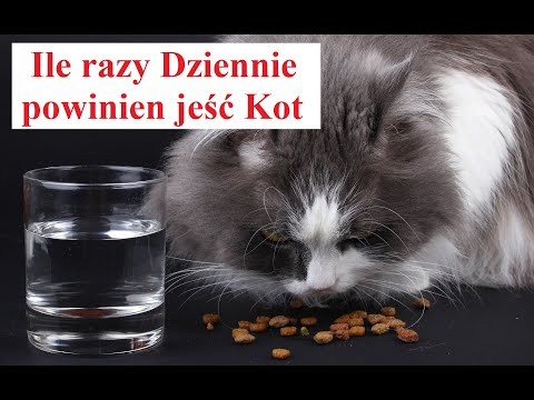 Ile Razy dziennie karmić KOTA