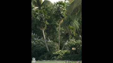 CHAOS VANTAGE - WINDY TREE