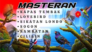 Pasti Jadi Juara | MASTERAN UNTUK SEMUA JENIS BURUNG KICAU , MURAI BATU, CUCAK HIJAU, KACER