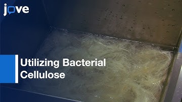 Manufacturing Of Robust Natural Fiber: Bacterial Cellulose As Binder l Protocol Preview