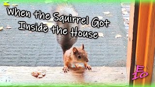 Squirrels Are Getting Inside Already