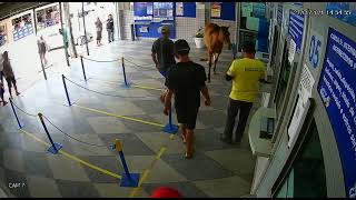 Cavalo invade lotérica, assusta clientes e vira piada na cidade de Cuité,  na PB; veja vídeo, Paraíba
