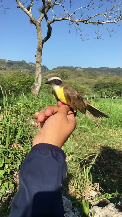 Liberación de ave - pecho amarillo