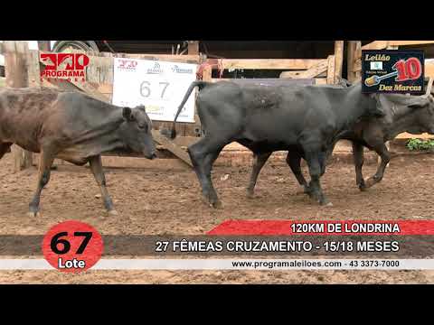 Lote 67