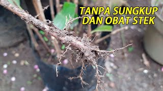 Cara STEK JAMBU BIJI Agar Keluar Akar Tanpa Obat Stek dan Sungkup