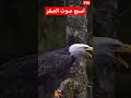 اسمع صوت النسر لو لم تسمع صوته من قبل هذا صوت نسر اسمع صوت النسر لو لم تسمع صوته من قبل هذا صوت نسر