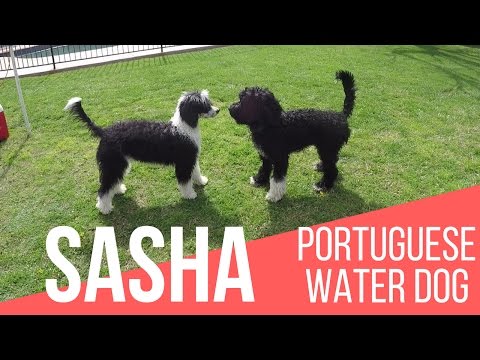 Video: Nakakatuwang Katotohanan Sa Portuguese Water Dog