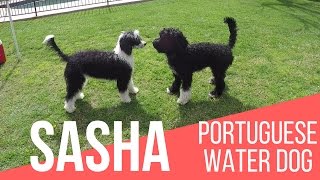 Portie Pals!  Sasha PWD  Portuguese Water Dog