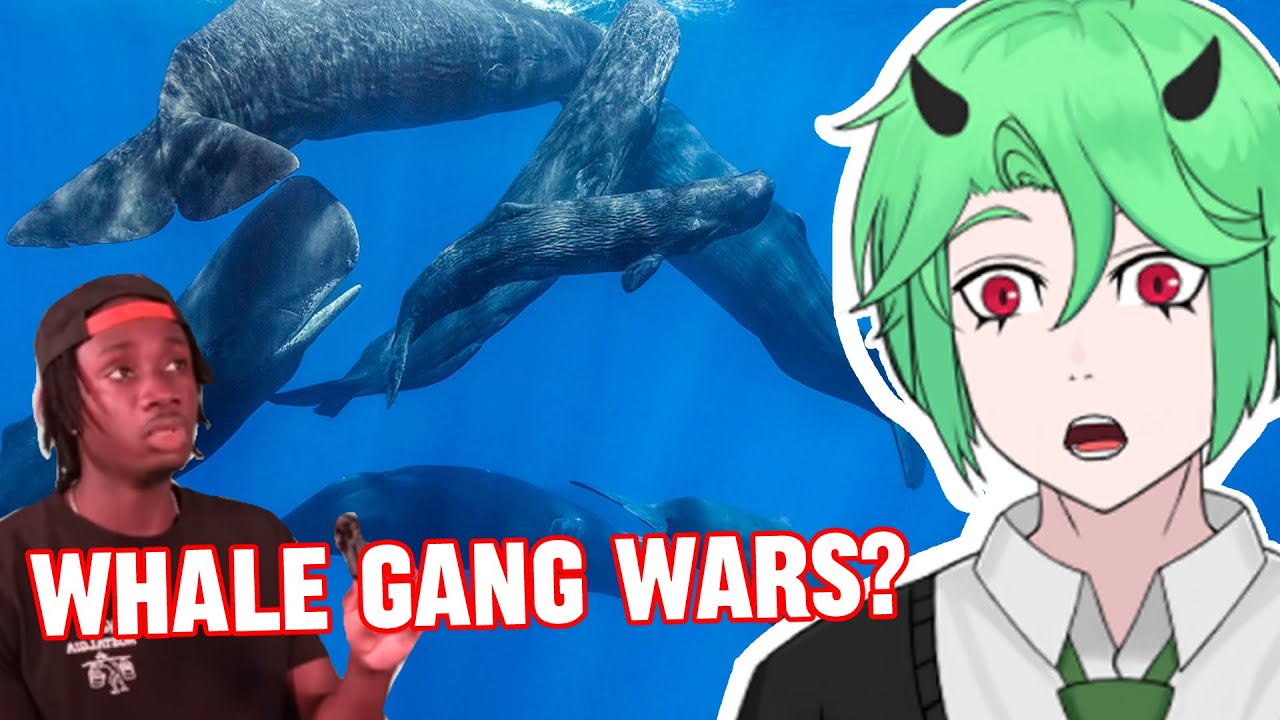 Whales are crazy!! - Casual Geographic Reaction