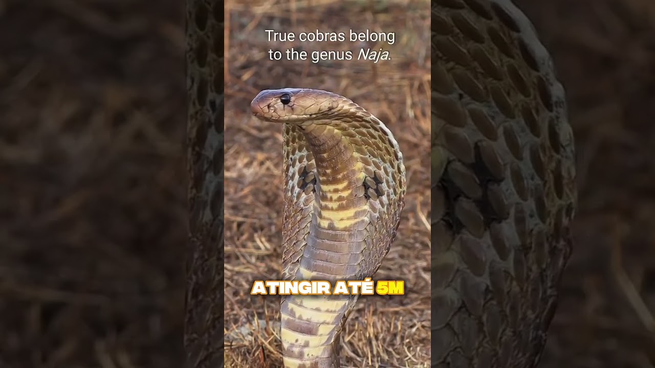 Cobra Rei: A Serpente Mais Brutal do Mundo!  #curiosidades #shortsfeed