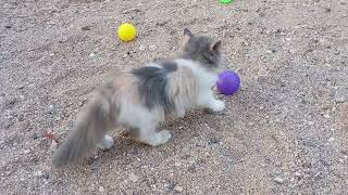 Joyful Cat's Bamboo Climbing Adventure and Chicken Chase. Mollie