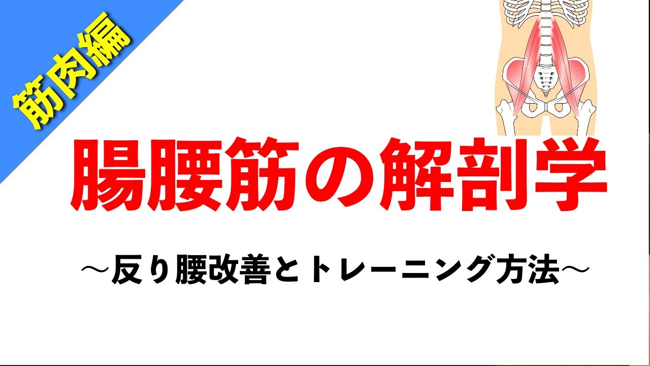 【柔道整復師が教える解剖学】腸腰筋の解剖学と反り腰の関係【タロ塾#38】