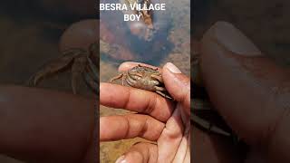 Cute Small Crab Catching #Shorts screenshot 5