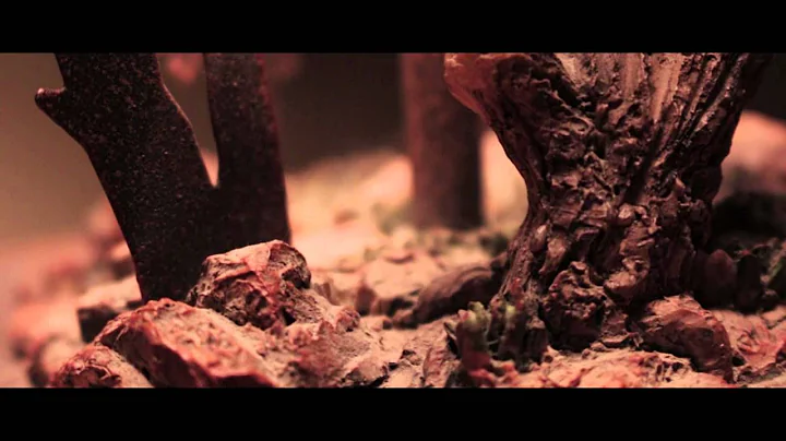 Cinematography Test - Canon SL1