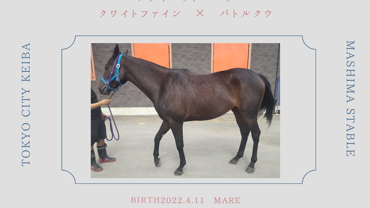トウカイテイオー後継種牡馬クワイトファイン公式YouTubeチャンネル