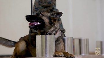 Old dogs, new tricks - Camp Pendleton Marines organize ATF K9 training