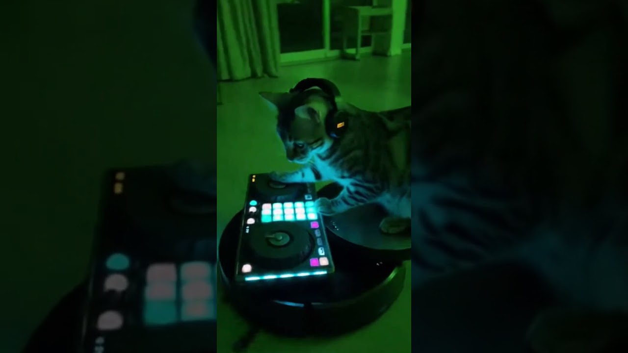 My cat has zero boundaries... and I love it. 🥰