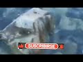 يحلالي ويامالي