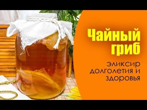 Чайный гриб история и происхождение