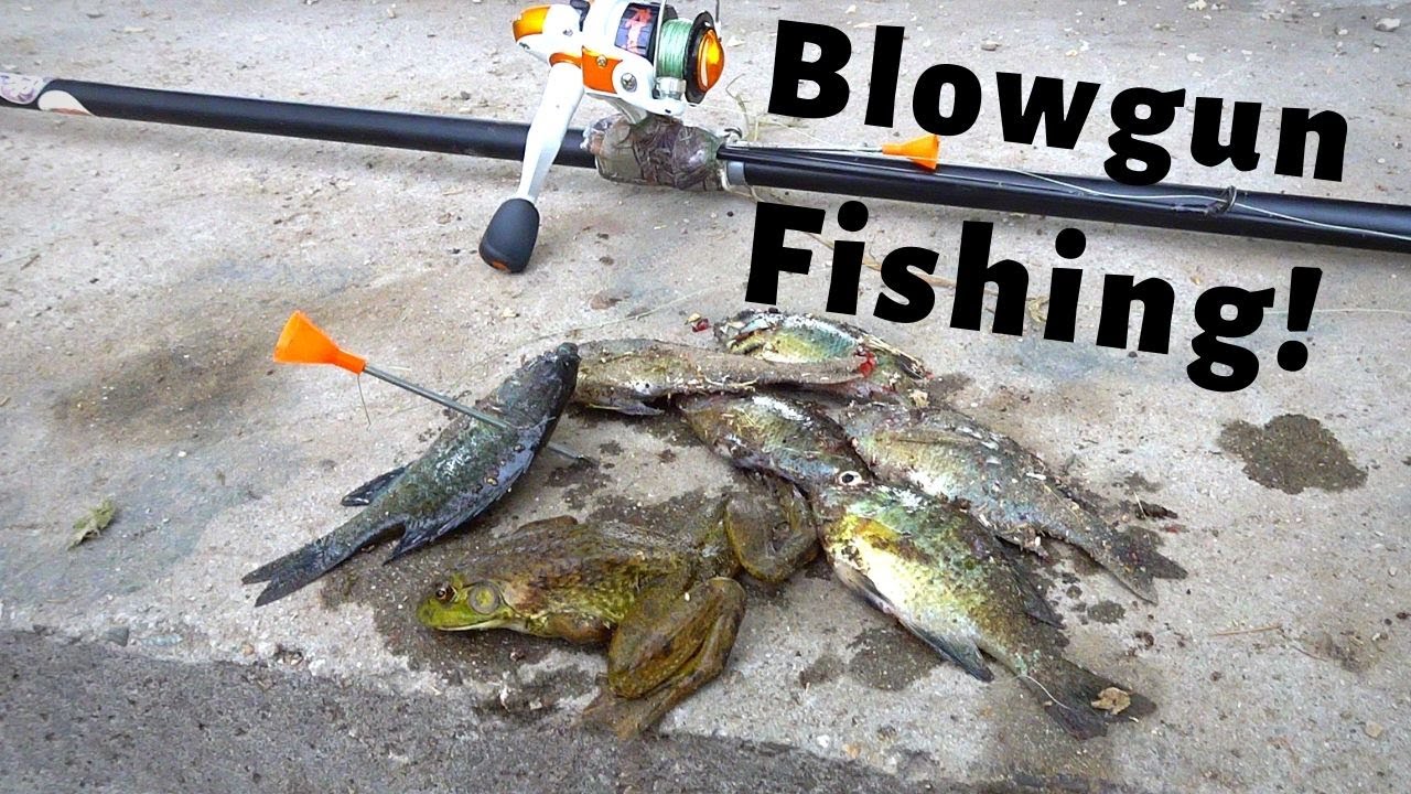 BLOWGUN FISHING for GILL's and FROGs (Catch,Clean,Cook) YouTube