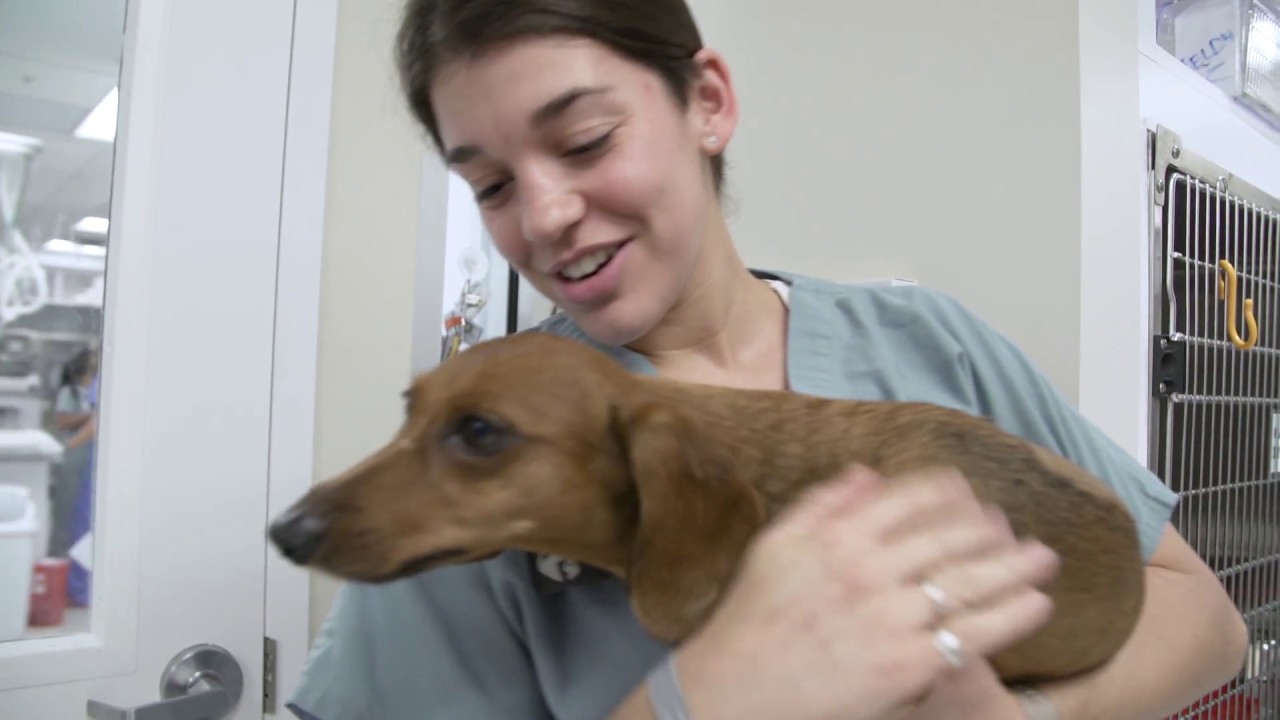Southeast Veterinary Neurology Passionate Staff YouTube