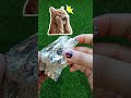 Candy Wrapper Surprise… An Ant Came Out! 🐜🍬😂 #funny #comedy #satisfying #shorts #relaxing