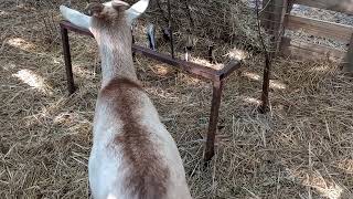 The Dance between Nigerian dwarf Georgie and American pygmy Blondie part 1