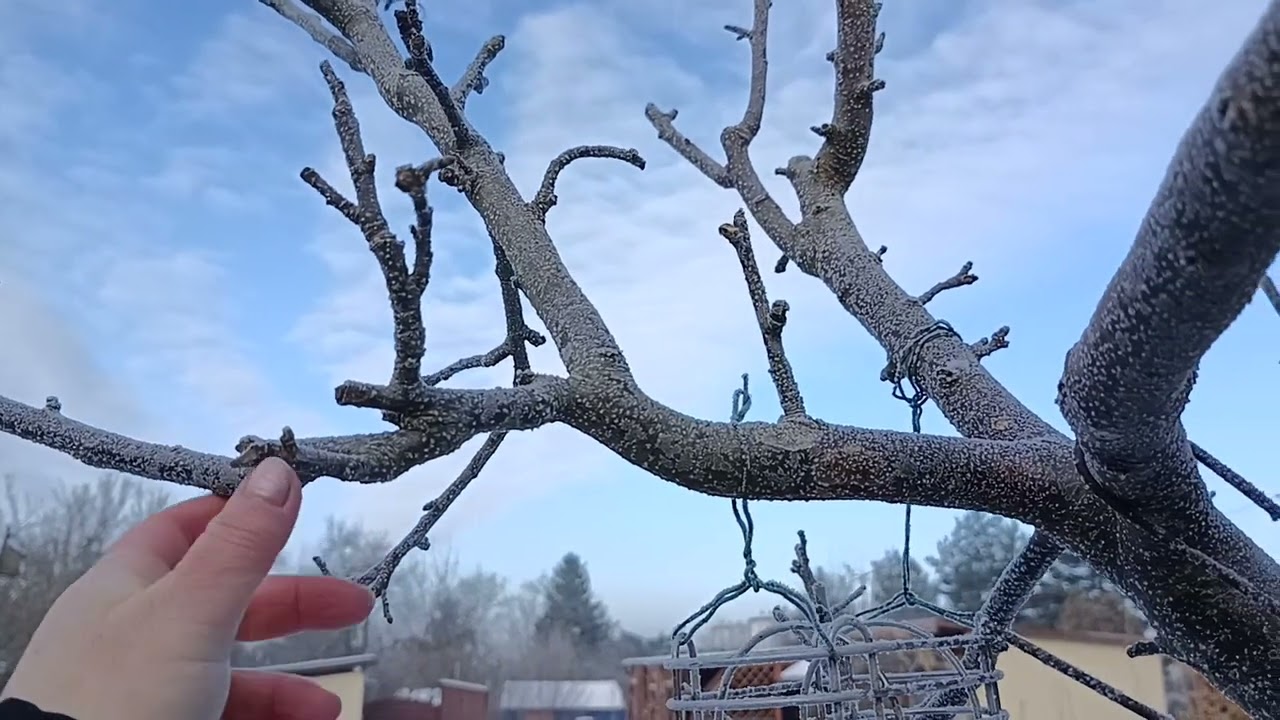 19Luty Spacerek przegląd krzewów