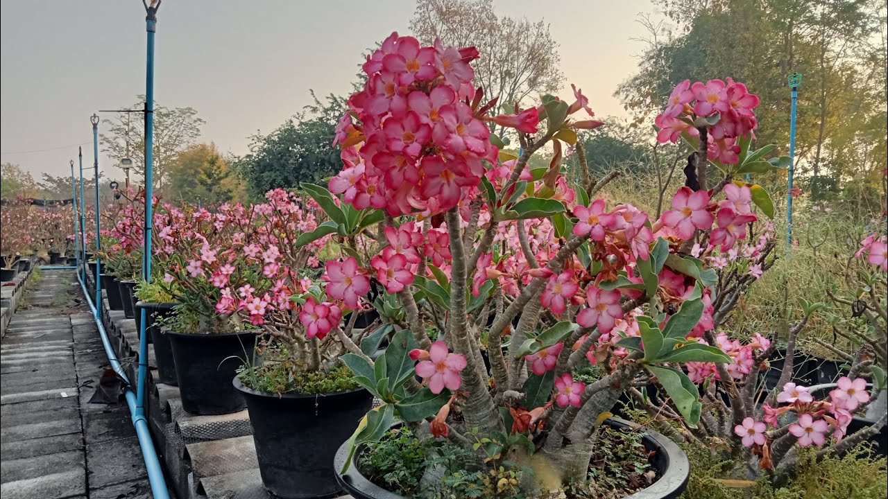 ชวนชมหนองเรือเมืองขอนแก่น 23/2/69 ติดต่อ LINE ID: e23hkz 