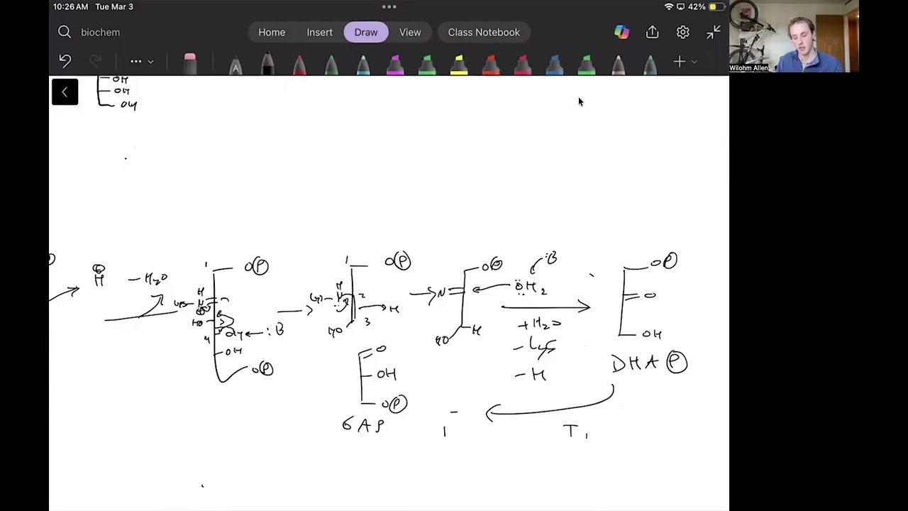 Key Mechanisms of Glycolysis - Biochem Exam 3