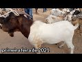 feira de animais de Santa Cruz do Capibaribe PE bode cabras e ovelhas primeira feira do ano 04/01/21