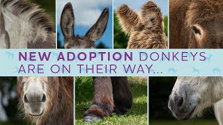 The Big Adoption Donkey Reveal (LIVE)