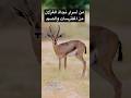 سر نجاة الغزلان من الافتراس والصيد كيف يصدق الظبي أنفه ويكذب عينه في الحياة البرية 3 6
