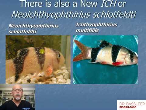 Nr.6: Aquarium fish disease: ICH, Ichthyophthirius, White Spot disease: prevention & treatment