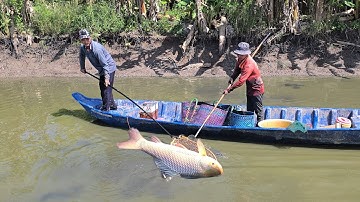Đi kích cá vuông tôm truy tìm cá ăn tôm | fishing videos funny