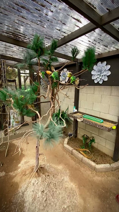 Aviary | Bird Aviary | Aviary Birds | Outdoor Aviary | Finch Aviary | Canary Aviary | #aviary #birds