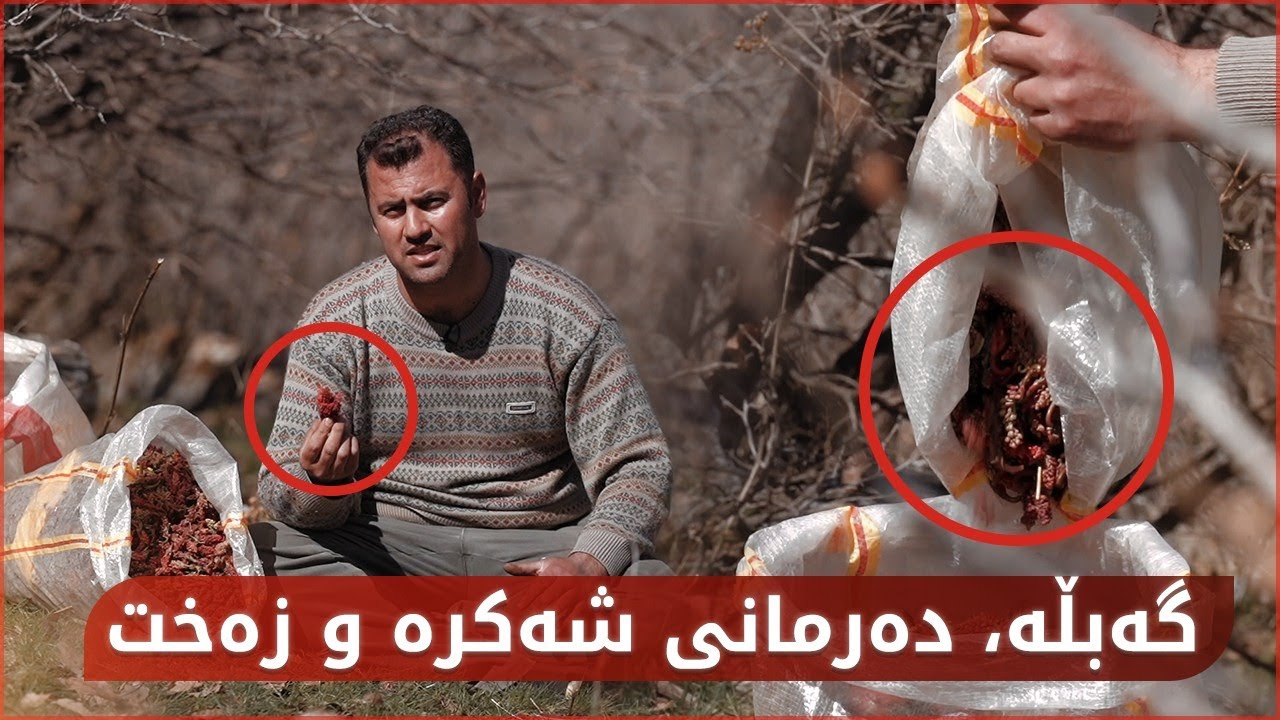 زانیوتە؟ گەبڵە، ئەو خواردنەی دەرمانی زەخت و شەکرەیە