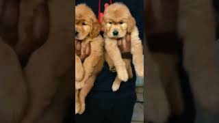 cute Golden Pup #petsplaza  #breeder  #dogwholesalemarket #shortvideo #shortvideoviral #dogs #puppy
