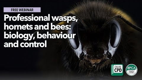 Professional wasps and bees: biology, behaviour and control