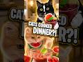 I Came Home to Find My Cats Cooking Dinner! 😹🍳 #exlittlebeans #funnyvideo #funnycats