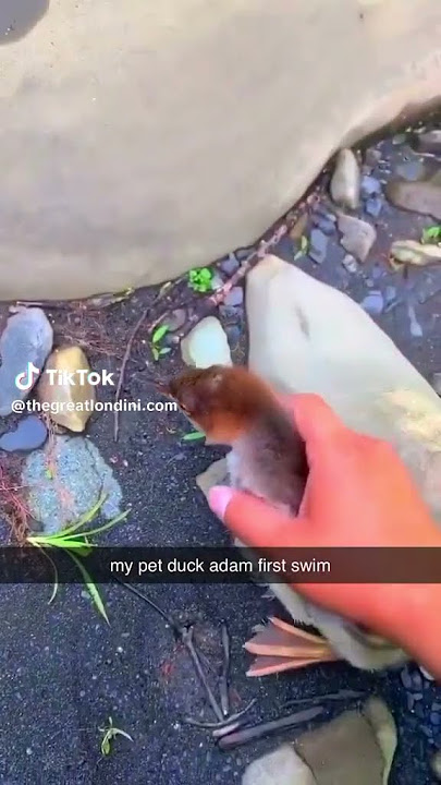 Adam looking for Eve😁#pngtuber #viralvideo #viral #video #viralshorts