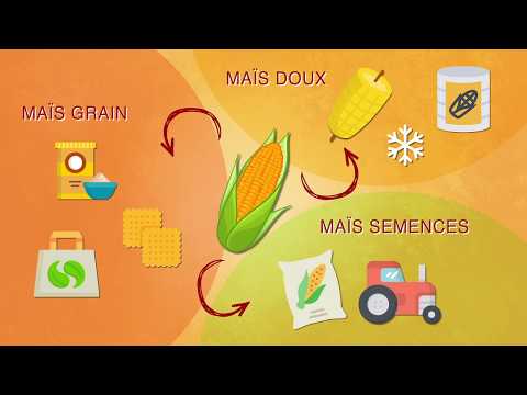Vidéo: Composition Chimique Complète Du Maïs