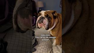 The midnight groomer.  #dog #bulldog #adorabledog #englishbulldog #funnydog #funnydogvideos #doggo