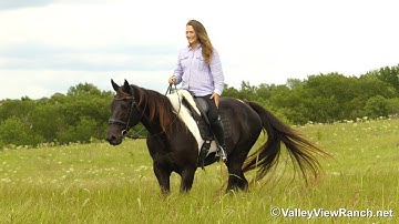 Ricky - walk, trot, canter, transitions! - ValleyViewRanch.net