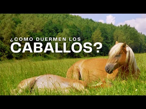 Video: Vida silvestre: ¿cómo duerme un caballo?