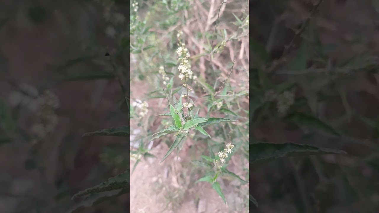 Croton bonplandianus, a medicinal herb of Odisha